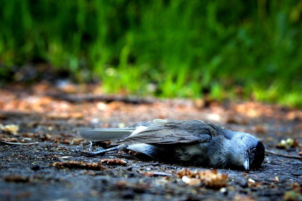 död fågel