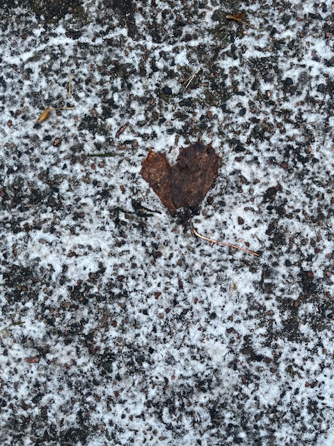 Fruset hjärtformat löv på frostig asfalt.